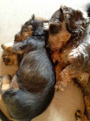 Oscar & Stanley: happy days...